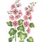 Small Hollyhock Flower Wall Stencil | 2092B by Designer Stencils | Floral Stencils | Reusable Art Craft Stencils for Painting on Walls, Canvas, Wood | Reusable Plastic Paint Stencil for Home Makeover | Easy to Use & Clean Art Stencil